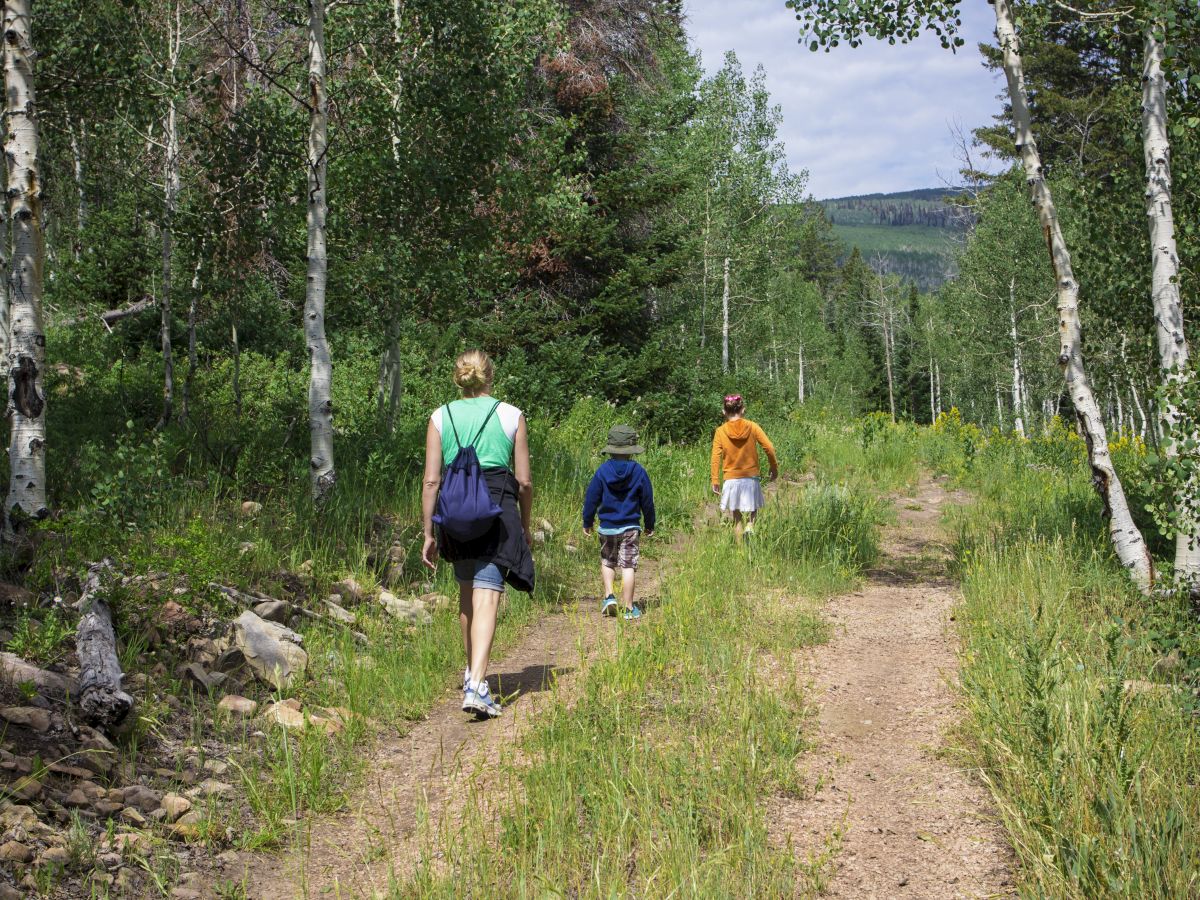 Three people walk on a forest trail, surrounded by trees and greenery, under a sunny sky.