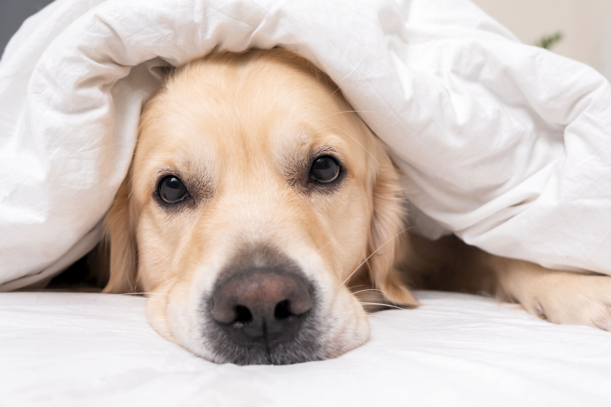 Pet Friendly Hotel near Deer Valley and Park City Utah