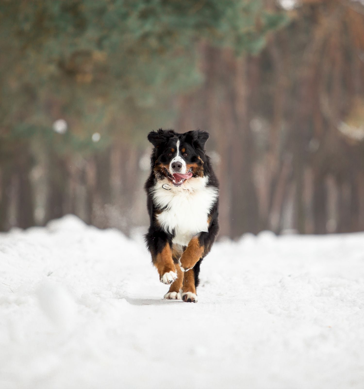 Dog running near Pioche Village, pet friendly hotel near Park City & Deer Valley