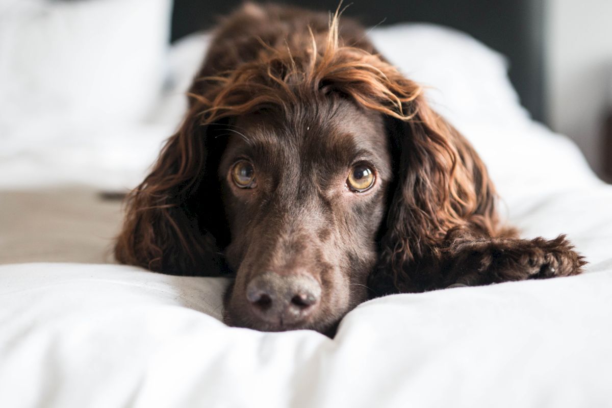 A sleepy brown, curly-haired dog lies on a white bed, staring up with wide, curious eyes.